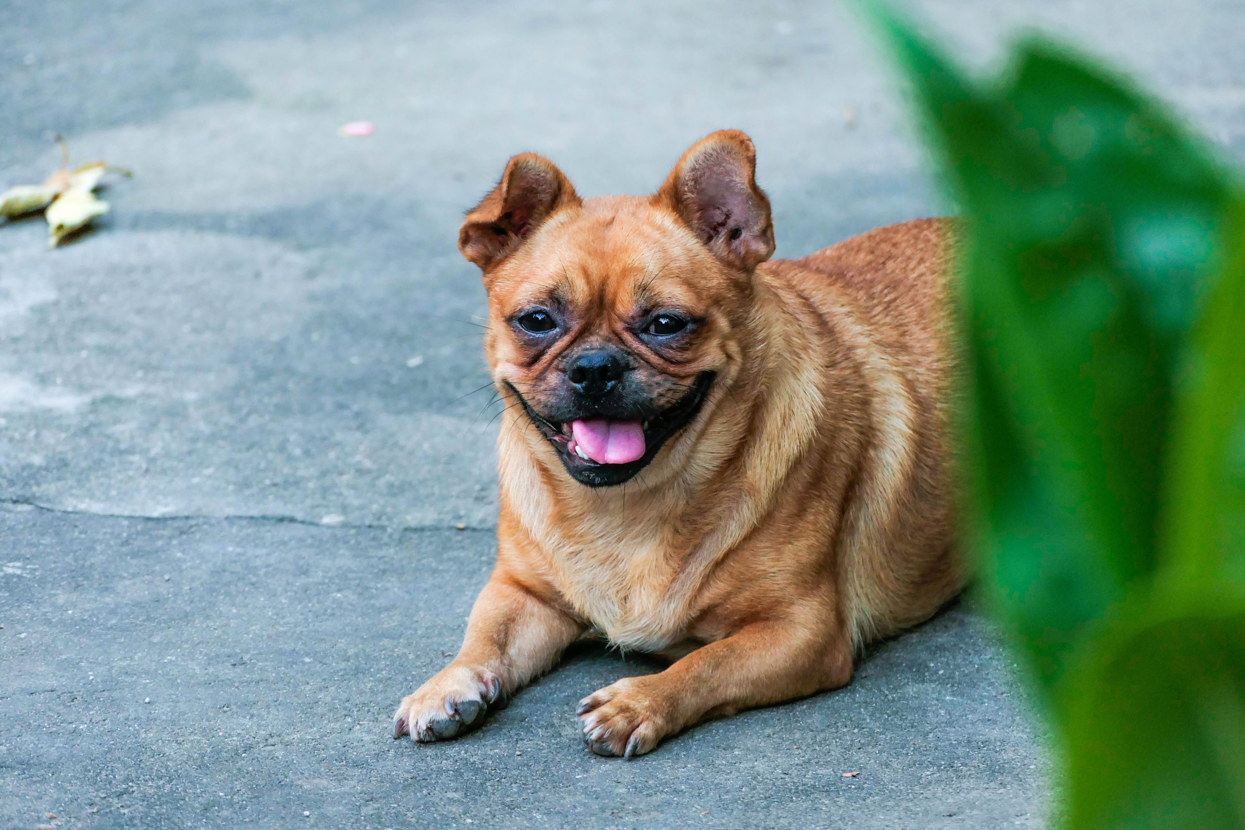 🐾 Honest Review: Petkit Fresh Element Smart Pet Feeder