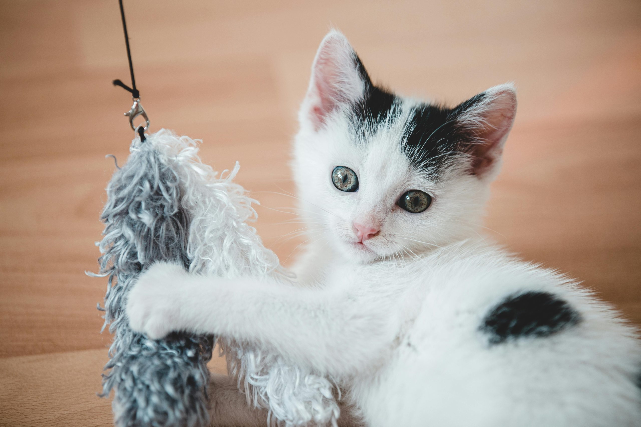 My Life with Pippy: Why Rescuing a Pet Changed Everything