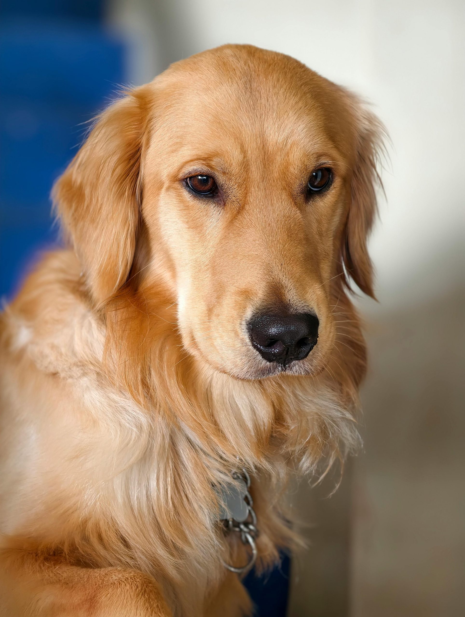 Chaotic, Snotty, Perfect: My Unfiltered Life as a New Dog Mom